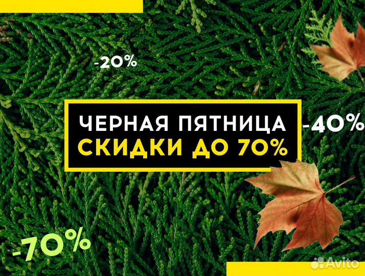 Туя в ассортименте Смарагд,Брабант,Колумна 1,5-1,8