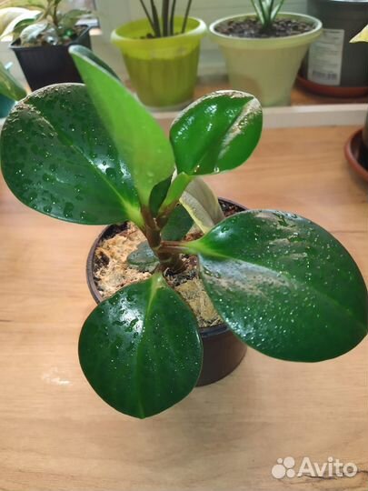 Паперомия туполистная