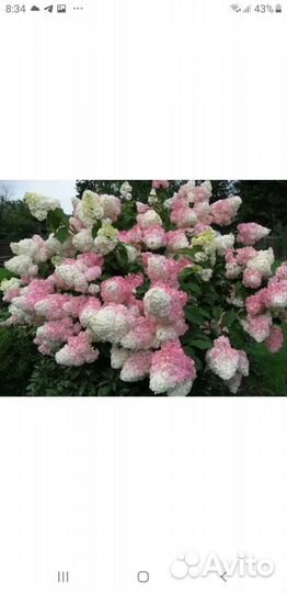 Черенки гортензии метельчатой