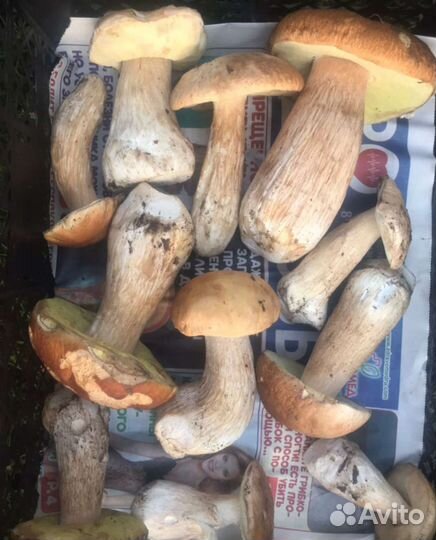 Боровик (белый гриб). Подберезовик