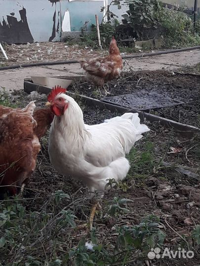 Петух белый суперник 7месяцев