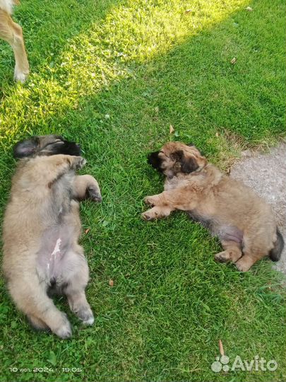 Щенки метисы