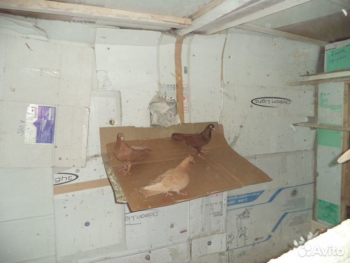 Продажа голубей