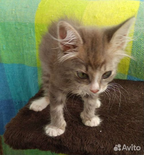 Котёнок Тиша