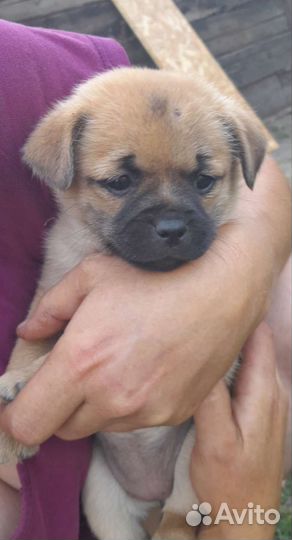 Щенки метисы мопса