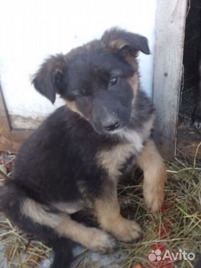 Щенки три мальчика и три девочки,1.5 месяца