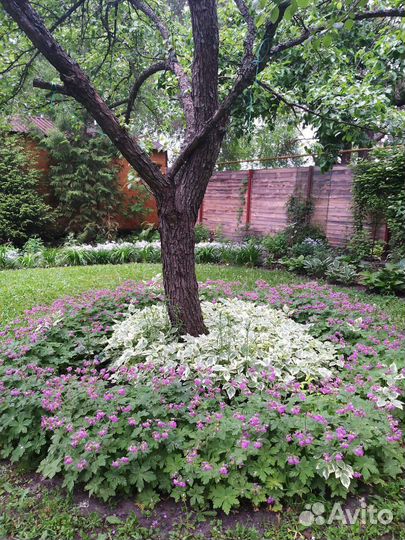 Герань садовая многолетняя