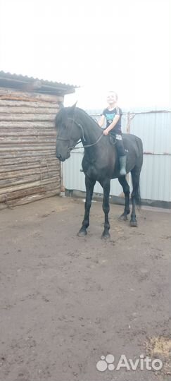 Лошадь кабыла