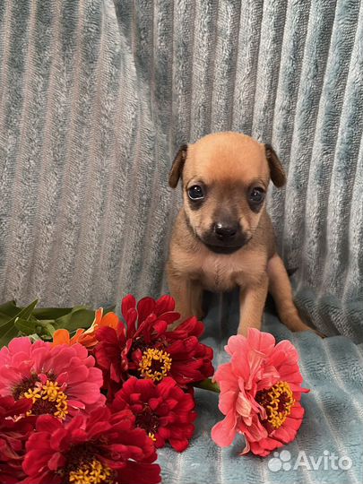 Той-терьер щенки