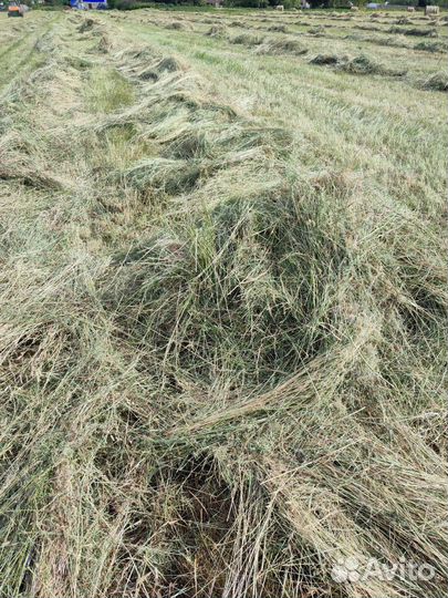 Продается сено в рулонах