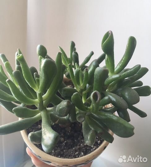 Каланхое Оленьи рожки, Крассула овата Хоббит