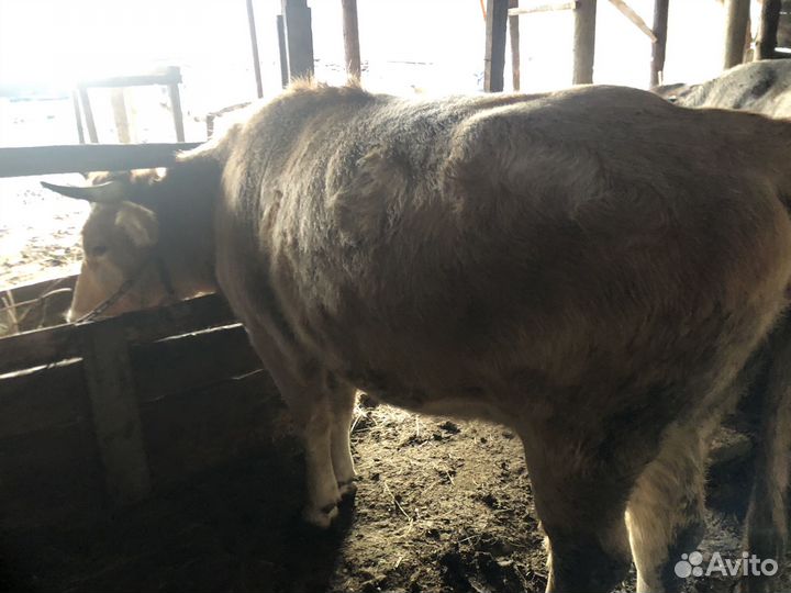 Телка на мясо