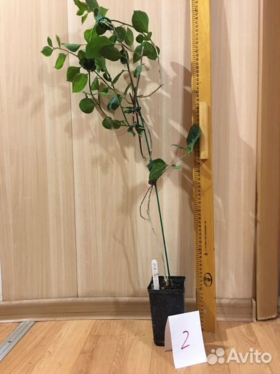 Бугенвиллия magenta