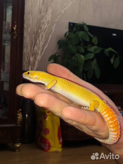 Эублефары (гекконы)