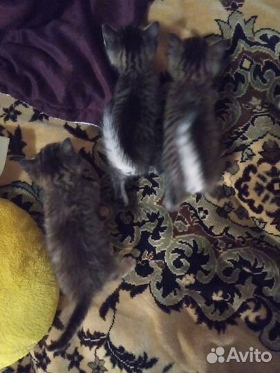 Котята добрые руки