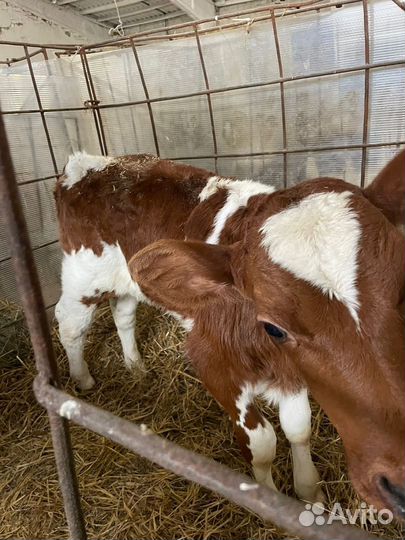 Бычки, телки, телята на откорм