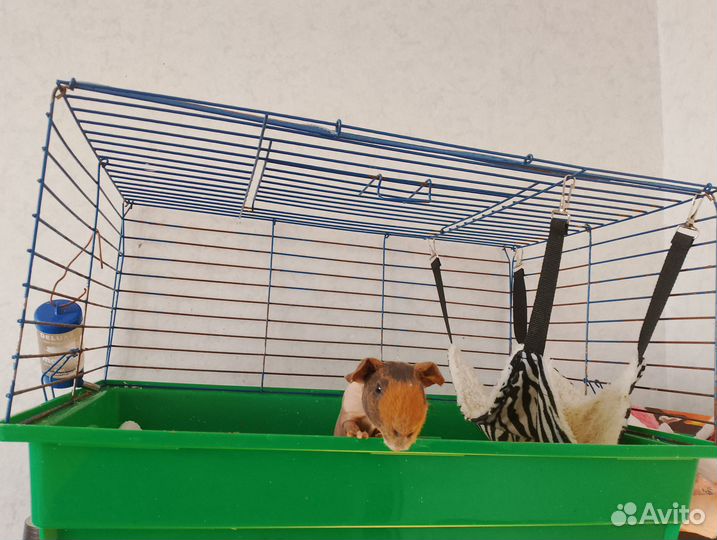 Морская свинка (скини)