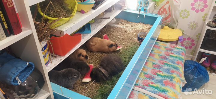 Вольер для морских свинок