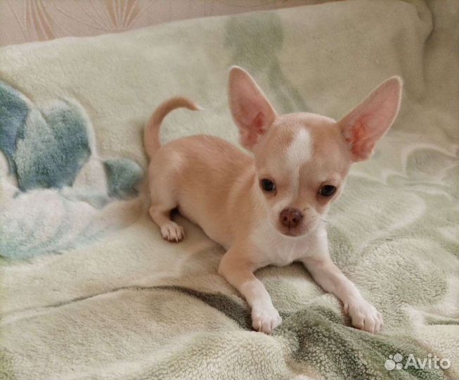 Щенки чихуахуа мальчики