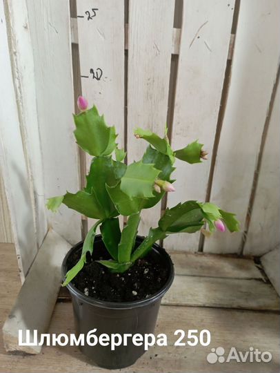 Комнатные цветы растение шлюмбергера Декабрист