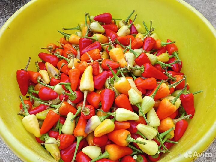 Перец острый