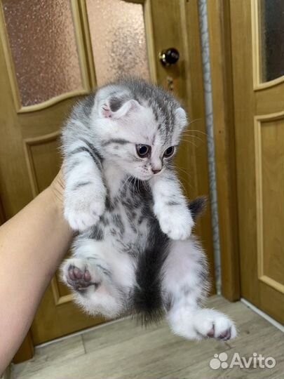 Шотландские вислоухие котята