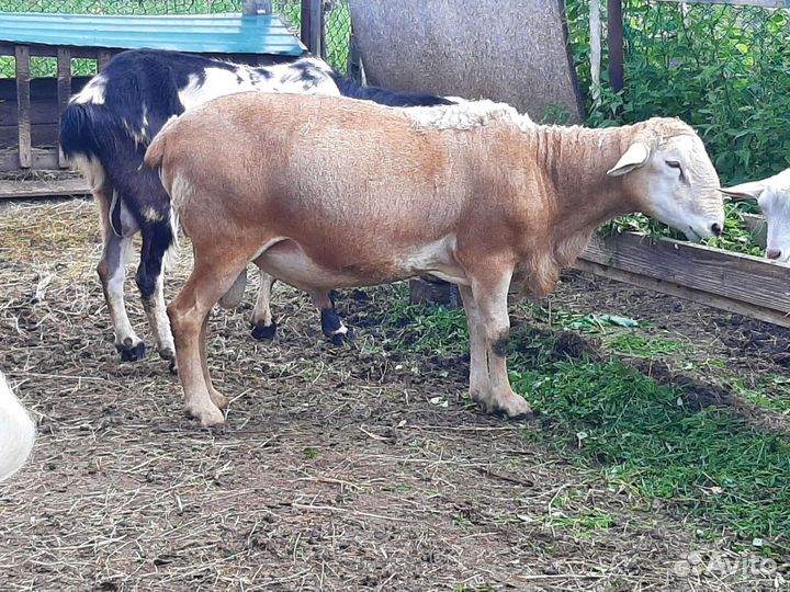 Катумские бараны, ягнята, козлята