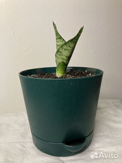 Сансевиерия