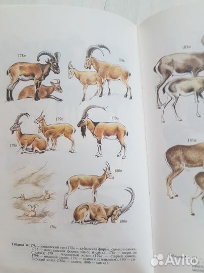 Справочники. Звери. Словарь русского языка