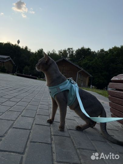 Абиссинский кот вязка