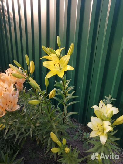 Лилии луковицы