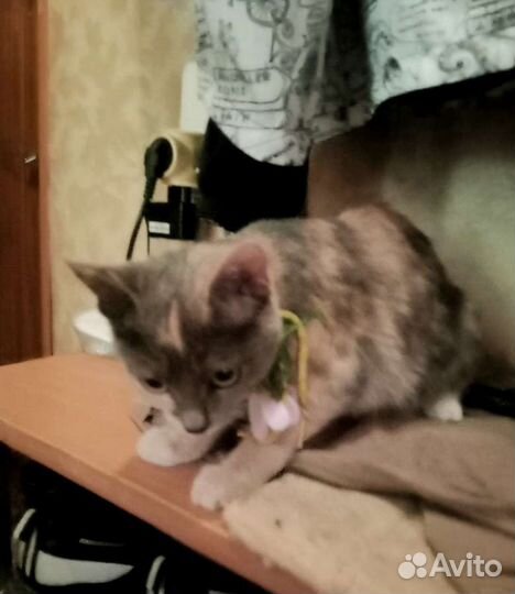 Котенок ищет дом