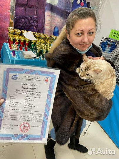 Вязка Бенгальский кот