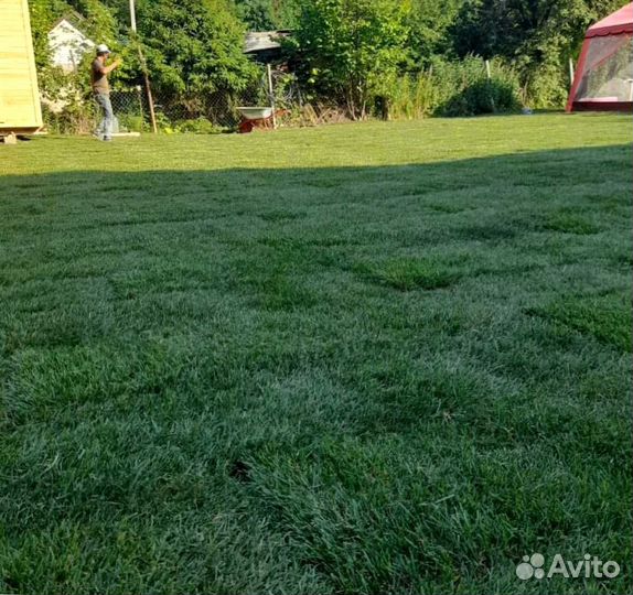 Газон. Рулонный газон