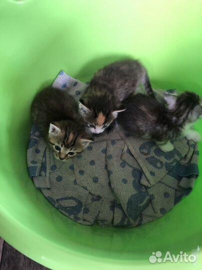 Котята бесплатно