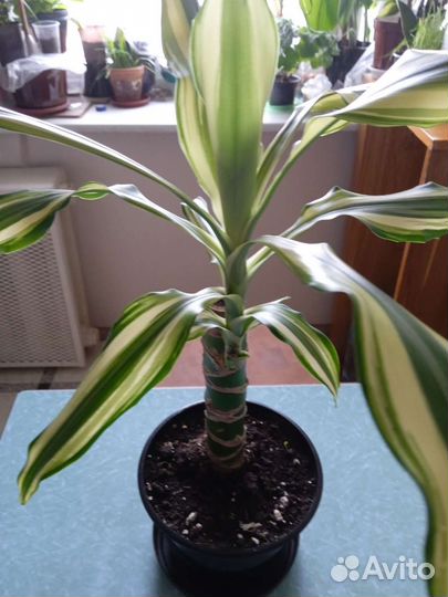 Корделина и драцена