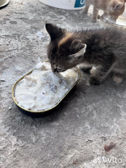 Котятки в добрые руки