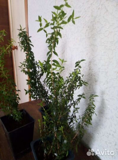 Мирт (комнатное растение)