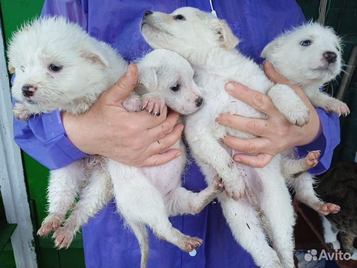 Маленькая собака в добрые руки бесплатно