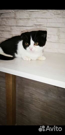 Манчкин, девочка Пингвин