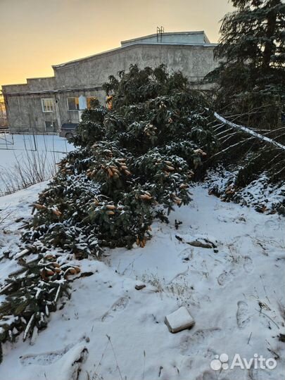 Ель голубая натуральная