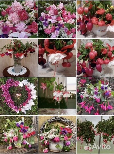 Фуксии сортовые