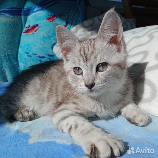 Кошки в добрые руки бесплатно