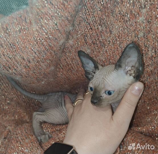 Канадский сфинкс эльф котята