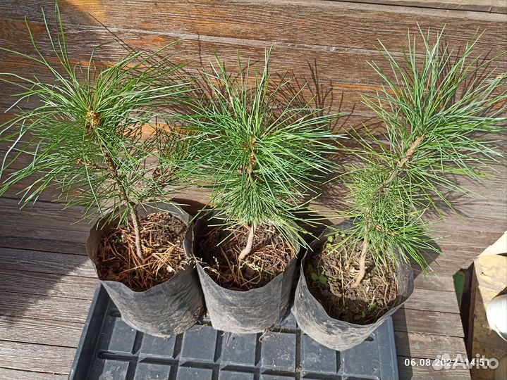 Кедр саженец высотой 25-28 см