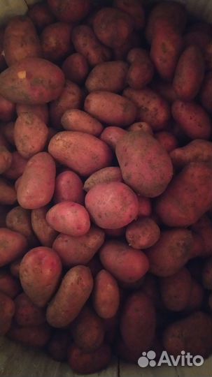 Продам картофель