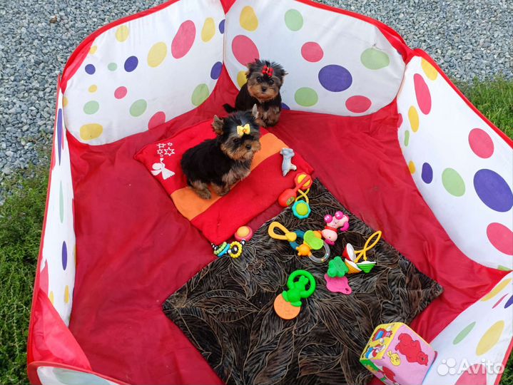 Красивые породные девочки. Беби фейс