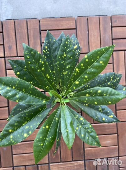 Кротон аукуболистный