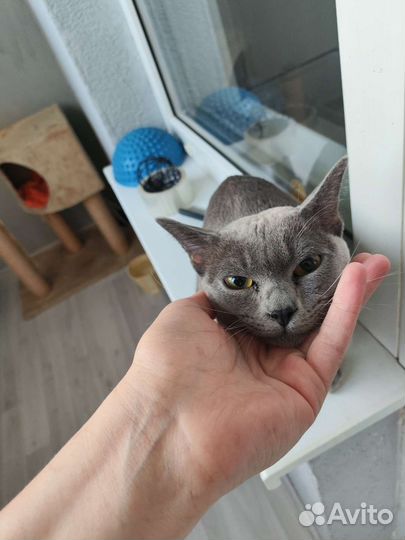 Передержка собак и кошек