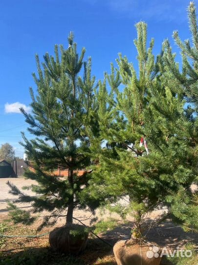 Ели и сосны из питомника